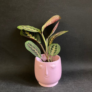 Maranta leuconeura Tricolor - Nyílgyökér - Prayer plant - Tropical Home 