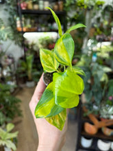 Kép betöltése a galériamegjelenítőbe: Epipremnum "Neon Joy" 6cm  - Szobafutóka
