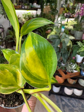 Kép betöltése a galériamegjelenítőbe: Epipremnum "Neon Joy" 6cm  - Szobafutóka
