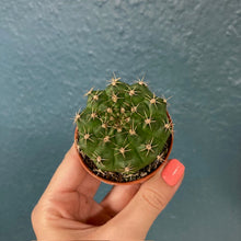 Kép betöltése a galériamegjelenítőbe: Gymnocalycium baldianum
