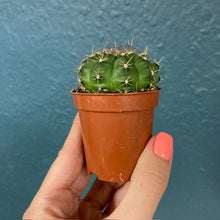 Kép betöltése a galériamegjelenítőbe: Gymnocalycium baldianum
