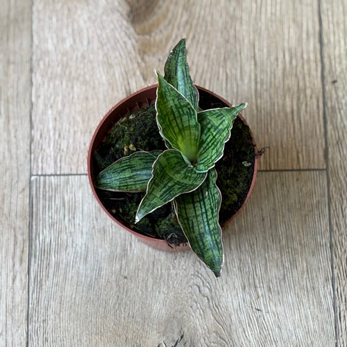 Sansevieria 