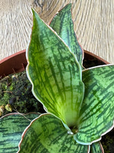 Kép betöltése a galériamegjelenítőbe: Sansevieria &quot;Cleopatra&quot; - Anyósnyelv
