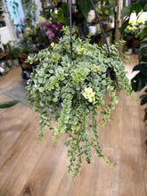 Kép betöltése a galériamegjelenítőbe: Dischidia ruscifolia "Million hearts" variegata - akasztós cserépben
