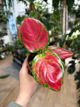 Kép betöltése a galériamegjelenítőbe: Aglaonema "Lucky red" 9cm - Rákvirág - Chinese Evergreen
