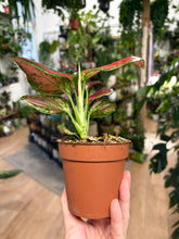 Kép betöltése a galériamegjelenítőbe: Aglaonema "Lucky red" 9cm - Rákvirág - Chinese Evergreen
