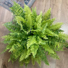 Kép betöltése a galériamegjelenítőbe: Nephrolepis exaltata &quot;Tiger&quot; - Tiger Fern - Szobapáfrány
