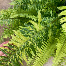 Kép betöltése a galériamegjelenítőbe: Nephrolepis exaltata &quot;Tiger&quot; - Tiger Fern - Szobapáfrány
