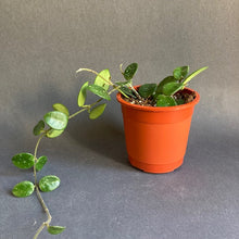 Kép betöltése a galériamegjelenítőbe: Hoya mathilde - Viaszvirág - Wax plant - Tropical Home 
