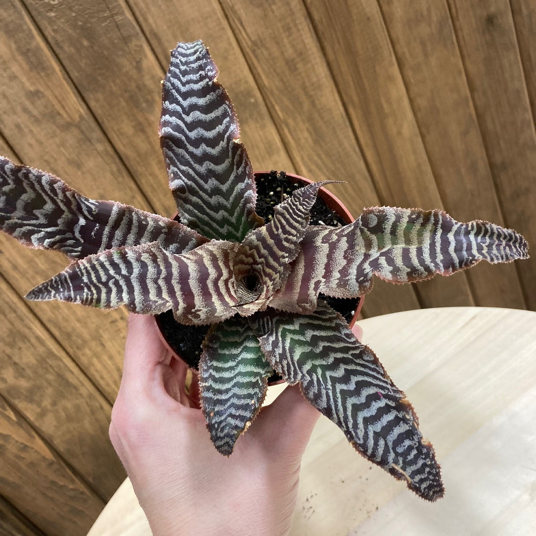 Cryptanthus zonatus - Levélcsillag - Tropical Home 