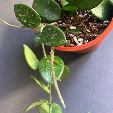 Kép betöltése a galériamegjelenítőbe: Hoya mathilde - Viaszvirág - Wax plant - Tropical Home 
