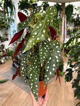 Kép betöltése a galériamegjelenítőbe: Begonia Maculata - Pöttyös levelű begónia
