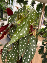 Kép betöltése a galériamegjelenítőbe: Begonia Maculata - Pöttyös levelű begónia
