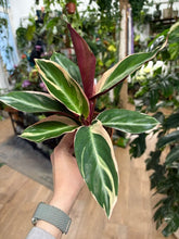 Kép betöltése a galériamegjelenítőbe: Stromanthe sanguinea 'Triostar' 7cm - Pompás dárdalevél
