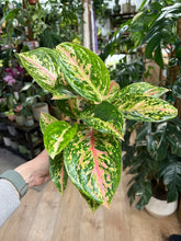 Kép betöltése a galériamegjelenítőbe: Aglaonema "Night sparkle" - Rákvirág - Chinese Evergreen
