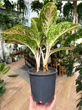 Kép betöltése a galériamegjelenítőbe: Aglaonema "Night sparkle" - Rákvirág - Chinese Evergreen
