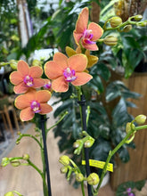 Kép betöltése a galériamegjelenítőbe: Phalaenopsis "Paprika"
