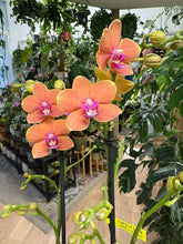 Kép betöltése a galériamegjelenítőbe: Phalaenopsis "Paprika"
