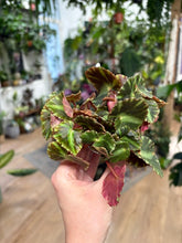 Kép betöltése a galériamegjelenítőbe: Begonia "Cleopatrae" 6cm
