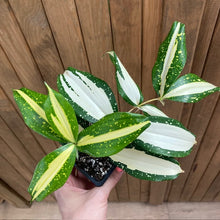 Kép betöltése a galériamegjelenítőbe: Dracaena surculosa &quot;Milky way&quot; - Sárkányfa - Tropical Home 
