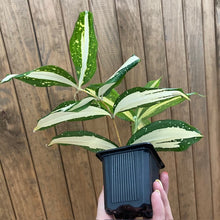 Kép betöltése a galériamegjelenítőbe: Dracaena surculosa &quot;Milky way&quot; - Sárkányfa - Tropical Home 
