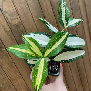 Dracaena surculosa "Milky way" - Sárkányfa - Tropical Home 