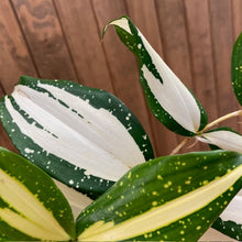 Kép betöltése a galériamegjelenítőbe: Dracaena surculosa &quot;Milky way&quot; - Sárkányfa - Tropical Home 
