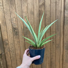 Kép betöltése a galériamegjelenítőbe: Sansevieria cylindrica &quot;Silver Syreni&quot; - Anyósnyelv
