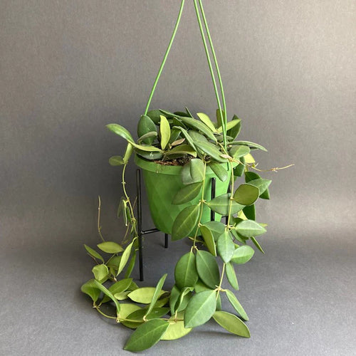 Hoya burtoniae - Viaszvirág - Wax plant - Tropical Home 