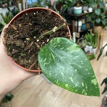 Kép betöltése a galériamegjelenítőbe: Hoya glabra splash - Tropical Home 
