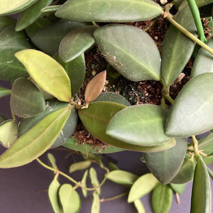 Hoya burtoniae - Viaszvirág - Wax plant - Tropical Home 