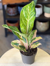 Kép betöltése a galériamegjelenítőbe: Aglaonema &quot;Peach pearl&quot; - Rákvirág - Chinese Evergreen
