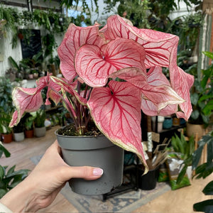 Caladium “Sweetheart” - Tropical Home 