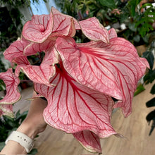 Kép betöltése a galériamegjelenítőbe: Caladium “Sweetheart” - Tropical Home 
