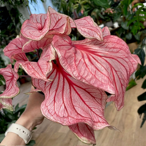Caladium “Sweetheart” - Tropical Home 