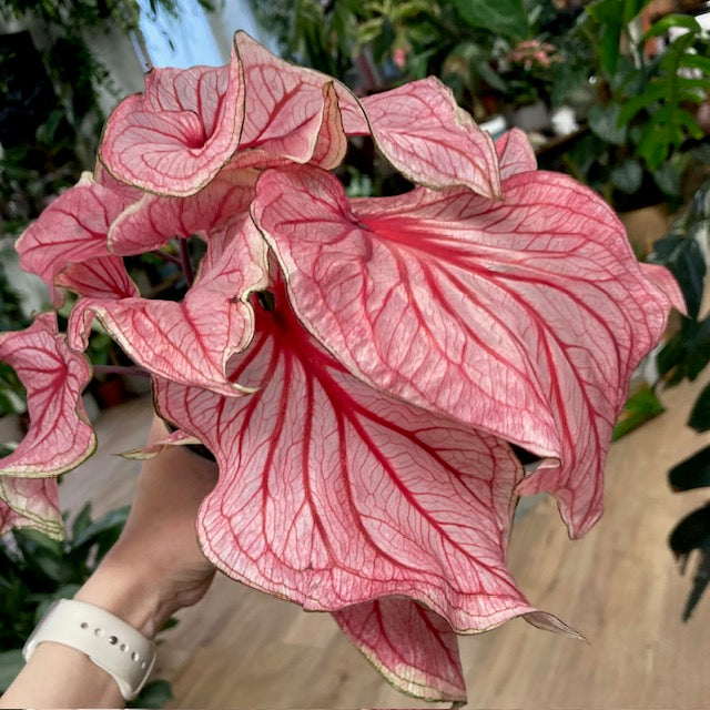 Caladium “Sweetheart” - Tropical Home 