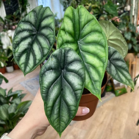 Alocasia 