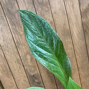 Anthurium jenmanii