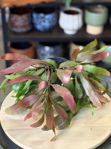 Rhipsalis "Red coral" - Tropical Home 