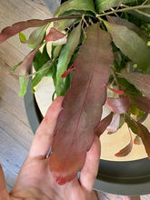 Kép betöltése a galériamegjelenítőbe: Rhipsalis &quot;Red coral&quot; - Tropical Home 
