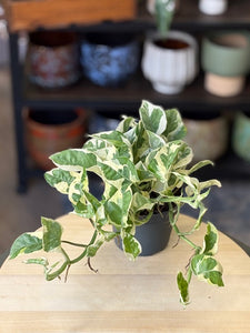 Epipremnum aureum 'Njoy' - 'Njoy' szobafutóka