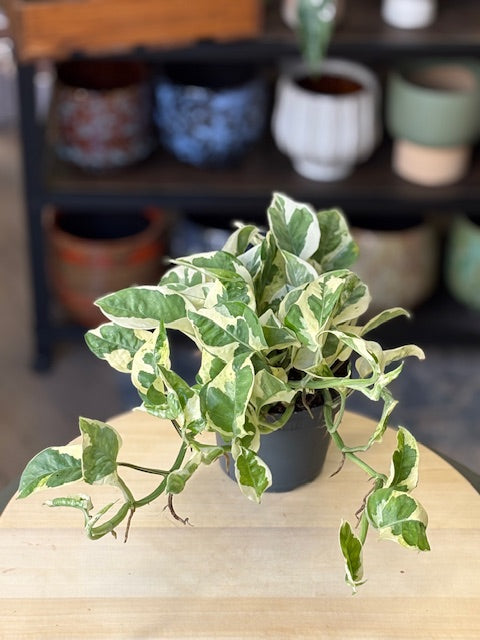 Epipremnum aureum 'Njoy' - 'Njoy' szobafutóka
