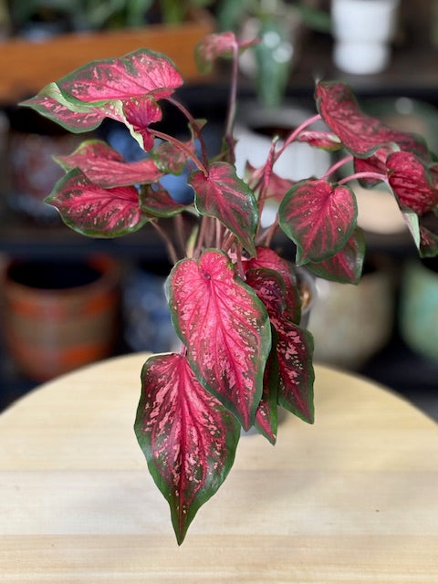 Caladium 