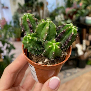 Echinocereus viereckii subs. morricalii