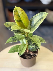 Ficus elastica "Shivereana"