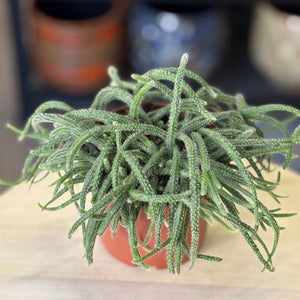Rhipsalis baccifera "Horrida" - Vesszőkaktusz - Mouse Tail Cactus - Tropical Home 