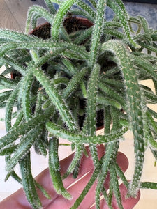 Rhipsalis baccifera "Horrida" - Vesszőkaktusz - Mouse Tail Cactus - Tropical Home 