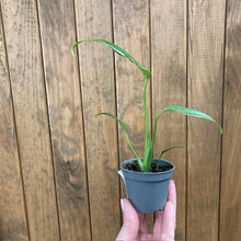 Kép betöltése a galériamegjelenítőbe: Monstera burle-marx &quot;Flame&quot; mini
