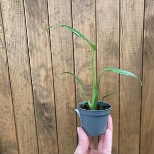Monstera burle-marx "Flame" mini