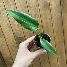 Kép betöltése a galériamegjelenítőbe: Monstera burle-marx &quot;Flame&quot; mini
